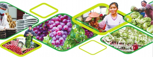 云南高原特色農(nóng)業(yè)穩(wěn)健邁向全國(guó)