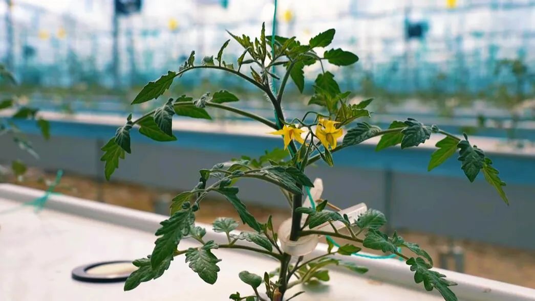 “植物工廠”里的育苗。萬李攝 “植物工廠”里的育苗。萬李攝