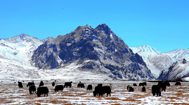 圣潔海南。青海省文化和旅游廳供圖