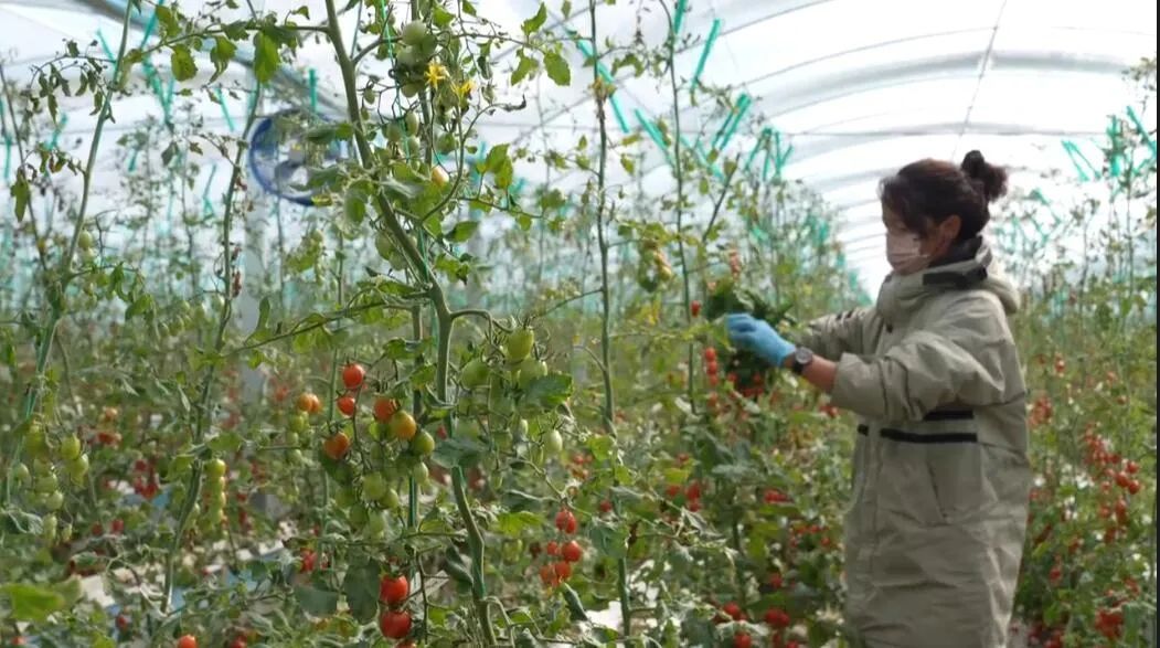 農(nóng)牧民群眾在“植物工廠”務(wù)工。萬李攝 農(nóng)牧民群眾在“植物工廠”務(wù)工。萬李攝