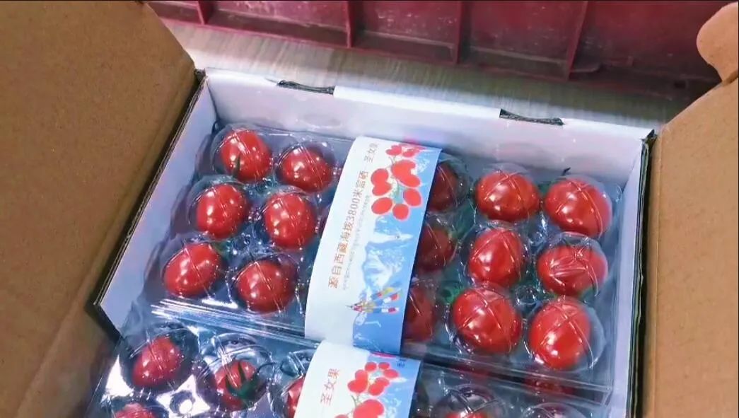 包裝好的圣女果。萬李攝 包裝好的圣女果。萬李攝