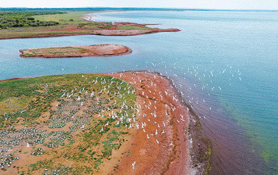 遺鷗在湖心島上空飛翔。