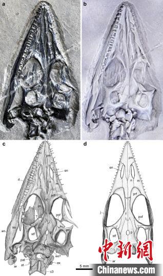 “長尾紅河龍”頭骨及復(fù)原圖。 徐光輝 供圖 點擊進(jìn)入下一頁