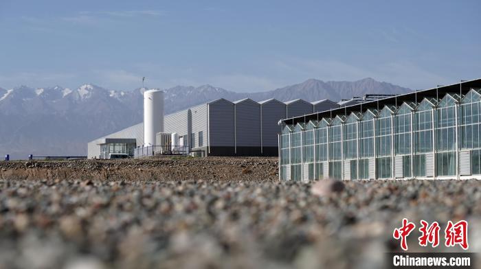圖為酒泉市肅州區(qū)東洞戈壁農業(yè)產業(yè)園區(qū)。(資料圖) 魏建軍 攝