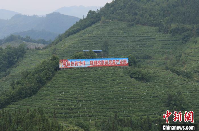 圖為廣西樂業(yè)深圳扶貧獼猴桃產(chǎn)業(yè)園,該園連片種植獼猴桃2萬畝,油茶1.6萬畝,芒果1.2萬畝,粵桂資金投入1億元,惠及樂業(yè)縣8個鄉(xiāng)鎮(zhèn),受益貧困戶14287戶61095人。廣西扶貧辦供圖 點擊進入下一頁