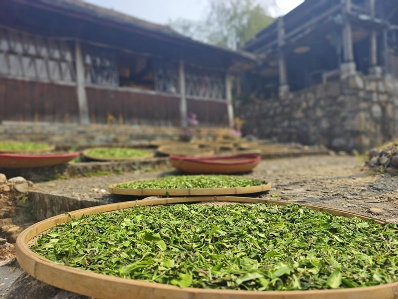 景邁山家家戶(hù)戶(hù)開(kāi)始采茶、制茶。李茂穎攝