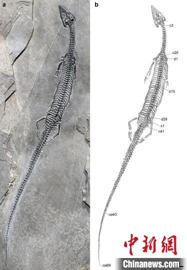 “長尾紅河龍”模式標(biāo)本及素描圖?!⌒旃廨x 供圖 點擊進(jìn)入下一頁