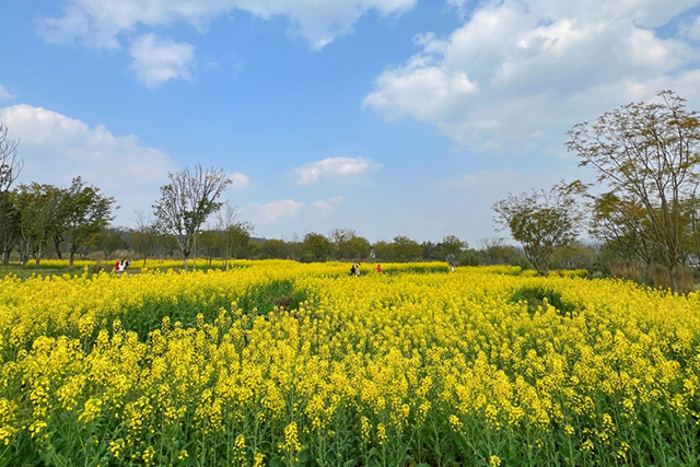 每到油菜花季,就有市民相約到重慶廣陽(yáng)島上踏青賞花。鄒樂(lè)攝