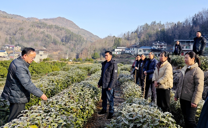 農(nóng)技人員現(xiàn)場(chǎng)指導(dǎo)茶農(nóng)管護(hù)技能。紫陽(yáng)縣融媒體中心供圖