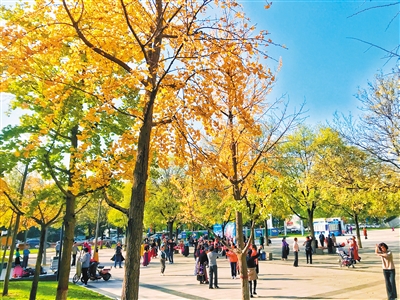 市民在城市運(yùn)動公園的銀杏樹下運(yùn)動健身?！　。ㄙY料圖片 首席記者 王健 攝）