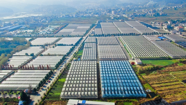 畢節(jié)市七星關區(qū) 泰豐園區(qū)大棚種植基地，林添偉攝