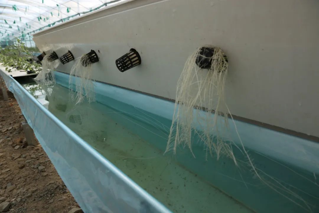 無土栽培(水培)技術(shù),打造水培種植基地。萬李攝 無土栽培(水培)技術(shù),打造水培種植基地。萬李攝