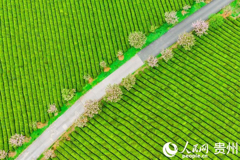 航拍貴州省遵義市湄潭縣的萬畝茶海景區(qū)。人民網(wǎng) 陽茜攝