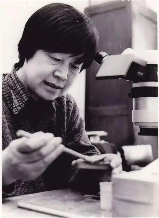 張彌曼在修理化石(圖片來源:中國科協(xié))