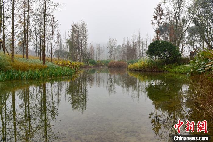 圖為廣陽島水流潺潺,臘梅飄香,蘆竹溪草長隨風(fēng)搖曳,舒展出一幅美麗的綠色生態(tài)畫卷?!×_永皓 攝 圖為廣陽島水流潺潺,臘梅飄香,蘆竹溪草長隨風(fēng)搖曳,舒展出一幅美麗的綠色生態(tài)畫卷?!×_永皓 攝
