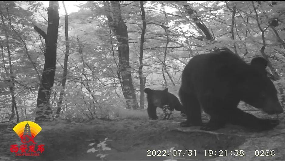 鏡頭前跟隨“熊媽媽”戲水的“熊寶寶”調(diào)皮可愛。