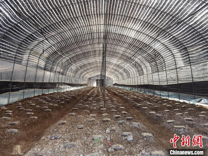 重慶松坤菌草科技有限公司羊肚菌培育車(chē)間?!钊A兵 攝 重慶松坤菌草科技有限公司羊肚菌培育車(chē)間?!钊A兵 攝