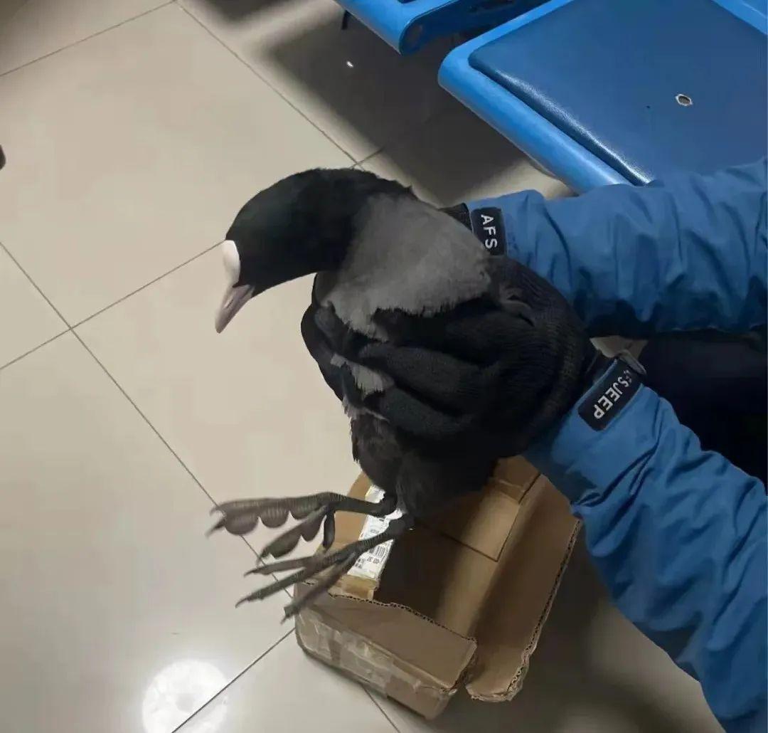 △今年3月，工作人員救助我國“三有”保護鳥類白骨頂。（注：“三有”保護動物是指國家保護的有重要生態(tài)、科學、社會價值的陸生野生動物。）