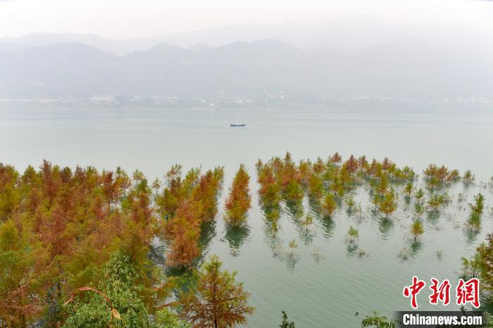 重慶筑牢生態(tài)屏障守護(hù)長江上游綠水青山