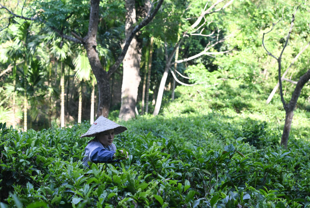 毛納村茶農(nóng)在茶園采茶(4月10日攝)。 新華社記者 楊冠宇 攝