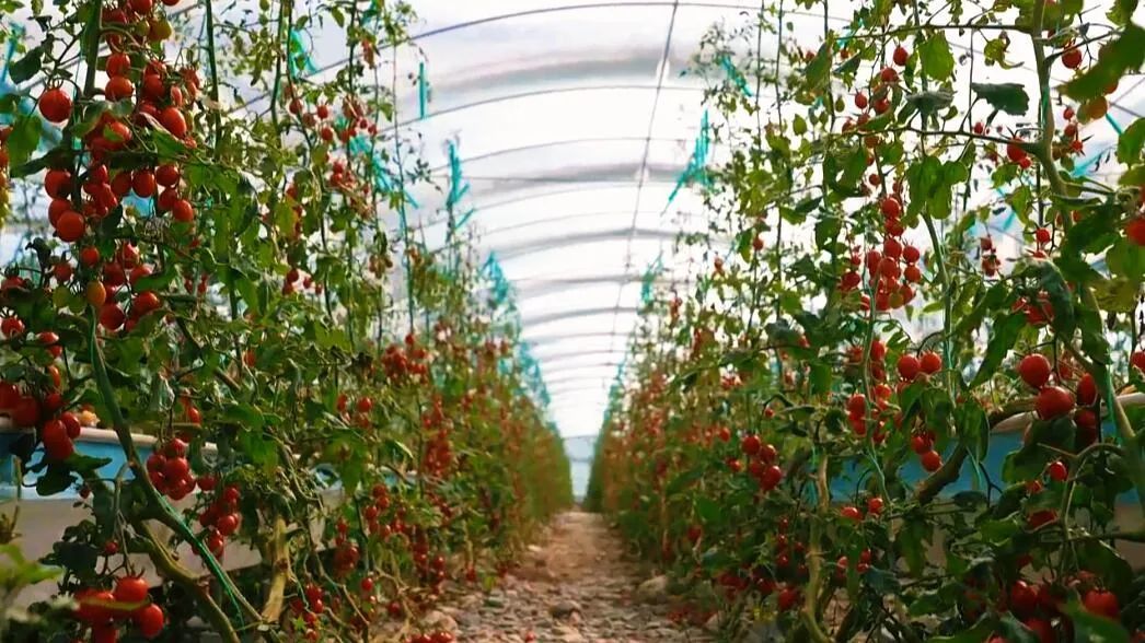 圣女果綴滿枝頭。萬李攝 圣女果綴滿枝頭。萬李攝