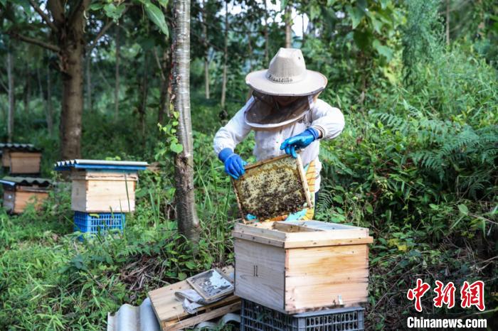 圖為紫云自治縣國(guó)有浪風(fēng)關(guān)林場(chǎng)“林下蜂養(yǎng)殖”?！Ⅸi 攝