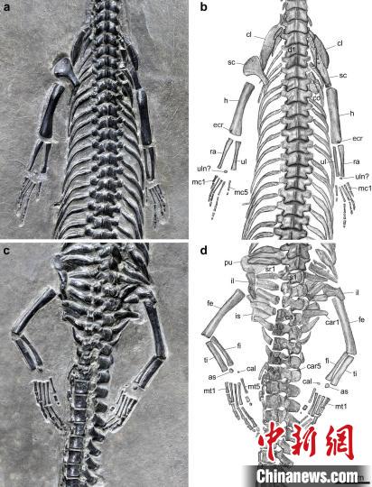 “長尾紅河龍”前后肢部分及素描圖?!⌒旃廨x 供圖 點擊進(jìn)入下一頁