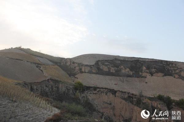 橫山縣長(zhǎng)峁墕村敞陽灣發(fā)現(xiàn)一處明代民居群，共14孔窯洞，目前全部掩埋在土下。圖中插旗處就是窯洞所在方位。高崗/攝