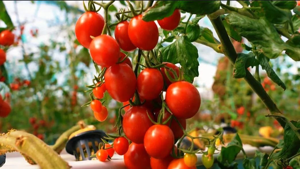 果形飽滿、色澤鮮亮的圣女果綴滿枝頭。萬李攝 果形飽滿、色澤鮮亮的圣女果綴滿枝頭。萬李攝