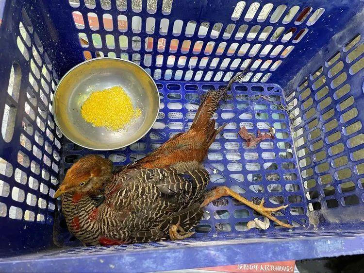 △今年6月，工作人員救助國家Ⅱ級保護動物紅腹錦雞（亞成體）。