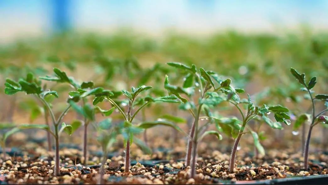 “植物工廠”里的育苗。萬李攝 “植物工廠”里的育苗。萬李攝