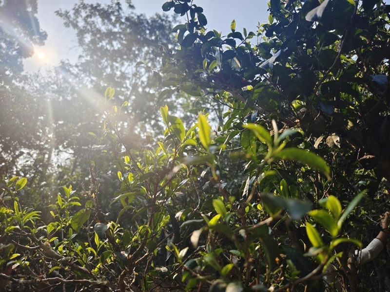 陽(yáng)光灑進(jìn)景邁山古茶園。李茂穎攝