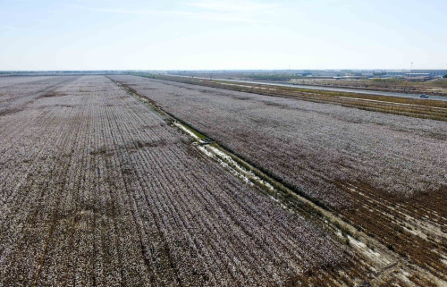 即將進(jìn)行機(jī)械化采棉的新疆石河子市一處棉田（10月8日攝）。
