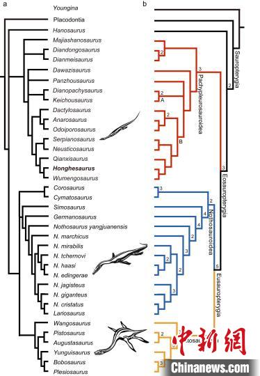 “長尾紅河龍”在鰭龍類“進(jìn)化樹”上的系統(tǒng)位置圖?!⌒旃廨x 供圖 點擊進(jìn)入下一頁