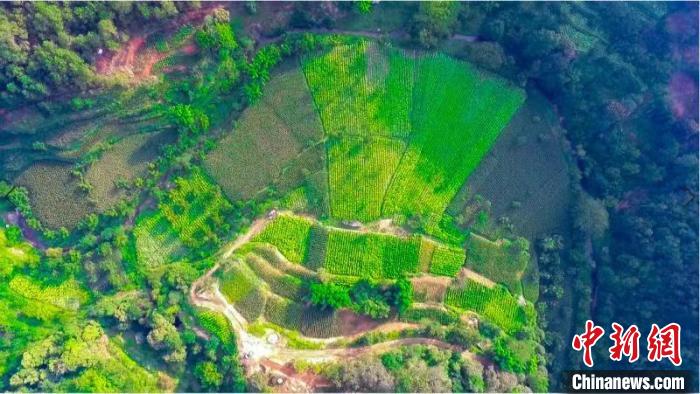 圖為云南省祿勸縣湯郎鄉(xiāng)板橋?yàn)澈哟逶鰷p掛鉤項(xiàng)目實(shí)施后影像圖?！≡颇鲜∽匀毁Y源廳供圖 攝