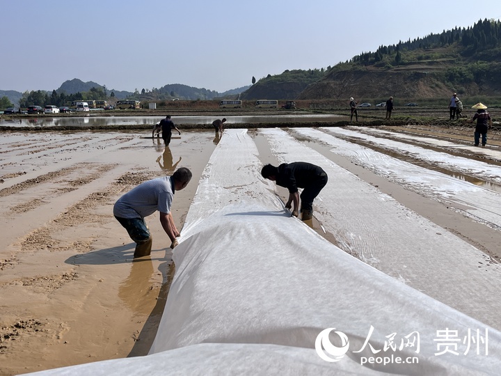 貴陽市堰塘村水稻播種現(xiàn)場。人民網(wǎng) 陳潔泉攝