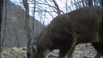 首次！亞洲黑熊“一家三口”留影秦嶺北麓