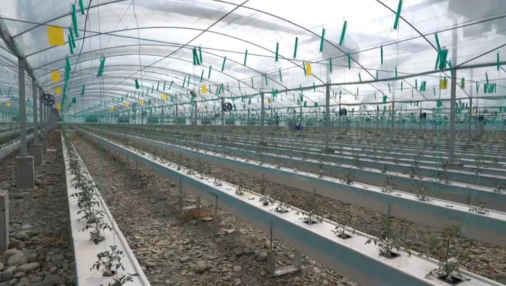 西藏戈壁田園物聯(lián)網(wǎng)“植物工廠”。萬李攝 西藏戈壁田園物聯(lián)網(wǎng)“植物工廠”。萬李攝