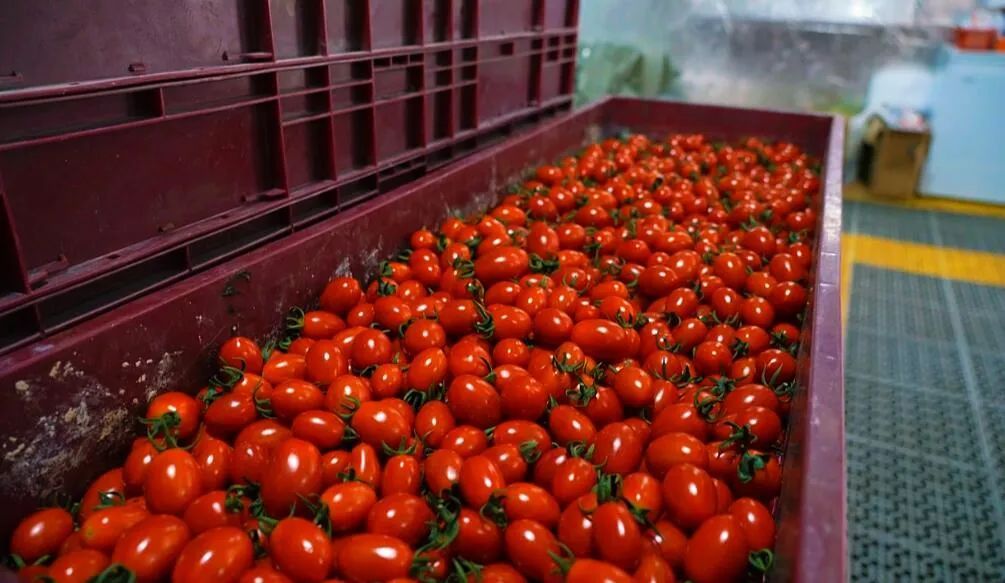 色澤飽滿的圣女果。萬李攝 色澤飽滿的圣女果。萬李攝