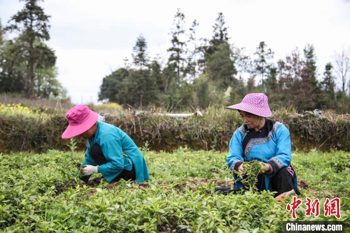 資料圖:圖為貴州三都縣村民們家門(mén)口種植南板藍(lán)根產(chǎn)業(yè)?!Ⅸi 攝 資料圖:圖為貴州三都縣村民們家門(mén)口種植南板藍(lán)根產(chǎn)業(yè)?!Ⅸi 攝