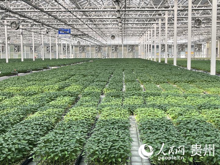 貴州省現(xiàn)代種業(yè)集團(tuán)蔬菜種苗繁育中心育苗溫室內(nèi)一片青翠。人民網(wǎng) 陳潔泉攝