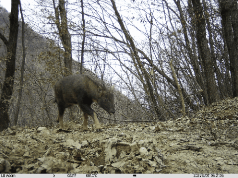 （紅外相機捕捉到的各種秦嶺野生動物）