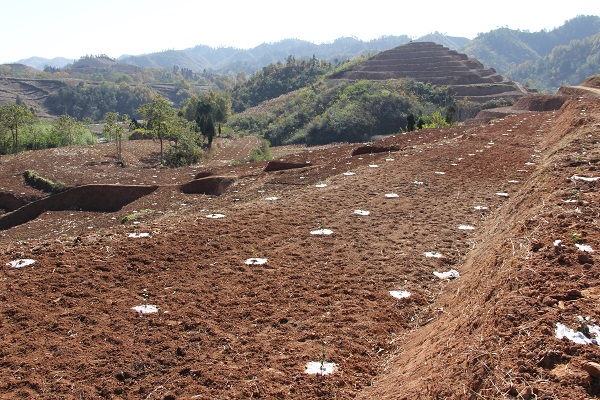 3、富水鎮(zhèn)千畝油茶基地.JPG